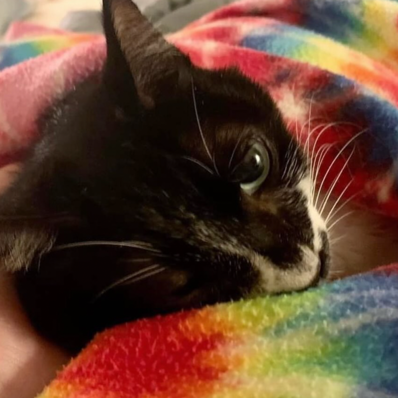 ❙ 生活風格❙ 靈性貓奴宣言